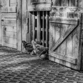 [TPS-PS]Rencontre avec les poules de l’école