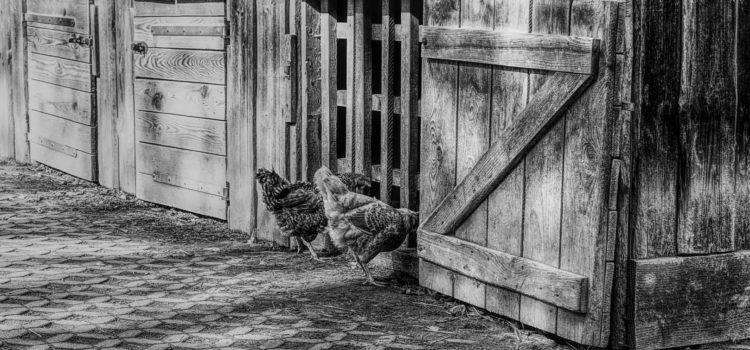[TPS-PS]Rencontre avec les poules de l’école