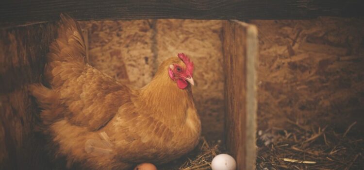 Un nouveau poulailler pour nos poules! Un nouveau poulailler pour nos poules!