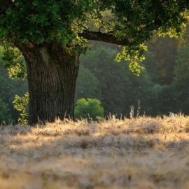 Protégé : Broceliande classe CP CE1