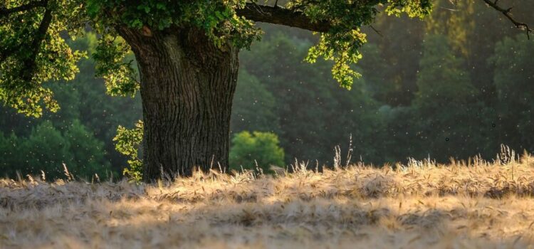 Protégé : Broceliande classe CP CE1 Protégé : Broceliande classe CP CE1