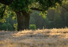 Arbre